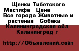 Щенки Тибетского Мастифа › Цена ­ 60 000 - Все города Животные и растения » Собаки   . Калининградская обл.,Калининград г.